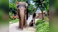 बड़हरिया में हाथी की वफ़ादारी का हैरान करने वाला वीडियो वायरल, नशे में पैर के पास गिरे महावत को सूंड से संभालकर पीठ पर बैठाया