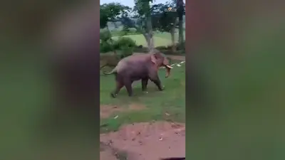 पैलांग गांव पहुंचा झुंड से बिछड़ा हाथी, दहशत में ग्रामीण