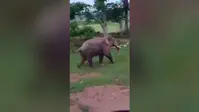 पैलांग गांव पहुंचा झुंड से बिछड़ा हाथी, दहशत में ग्रामीण