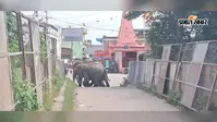 शावकों संग बड़कीपोना गांव में घुसा 15 हाथियों का झुंड, महिला को कुचलकर मार डाला