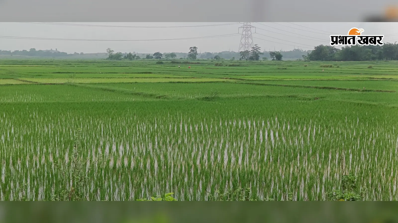 फसल बचाने के लिए खेतों की मेढ़ काटकर पानी बहा रहे किसान, जानें क्यों उत्तपन्न हुई ऐसी स्थिति
