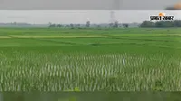 फसल बचाने के लिए खेतों की मेढ़ काटकर पानी बहा रहे किसान, जानें क्यों उत्तपन्न हुई ऐसी स्थिति