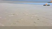 उफान पर कोसी और गंगा! टापू बने कुरसेला के दियारा गांव, फसलें तबाह और पशुचारे का संकट गहराया