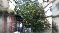 हजारीबाग में बारिश से गुलमोहर की बड़ी डाली टूटी, आवागमन बाधित