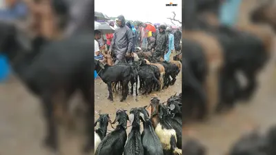 मूसलाधार बारिश भी नहीं रोक पाई बकरों की खरीद-बिक्री, बाजार में रही रौनक