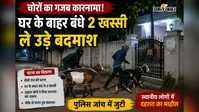 चोरों का गजब कारनामा! घर के बाहर बंधे 2 खस्सी ले उड़े बदमाश