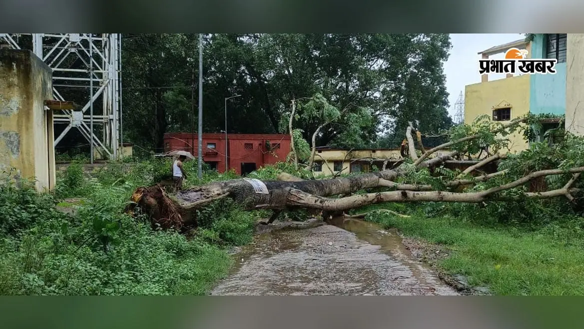 बेतला के छिपादोहर में विशाल पेड़ गिरने से सड़क मार्ग बाधित