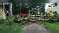 बेतला के छिपादोहर में विशाल पेड़ गिरने से सड़क मार्ग बाधित