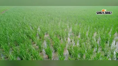 बक्सर : डुमरांव में बारिश से किसानों के चेहरे खिले, धान की फसल को मिली संजीवनी, अच्छी पैदावार की उम्मीद