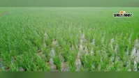 बक्सर : डुमरांव में बारिश से किसानों के चेहरे खिले, धान की फसल को मिली संजीवनी, अच्छी पैदावार की उम्मीद