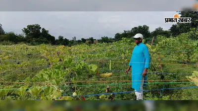 शिक्षक प्रमोद राम ने बंजर जमीन को बनाया हरा-भरा, दो एकड़ में लहलहा रही सब्जी