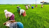 यूपी के किसानों और छोटे कारोबारियों को फायदा ही फायदा, प्रदेश के सभी 75 जिलों के उत्पाद चिन्हित