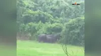 हाथियों का उत्पात दूसरे दिन भी जारी, अटका क्षेत्र में दहशत का माहौल