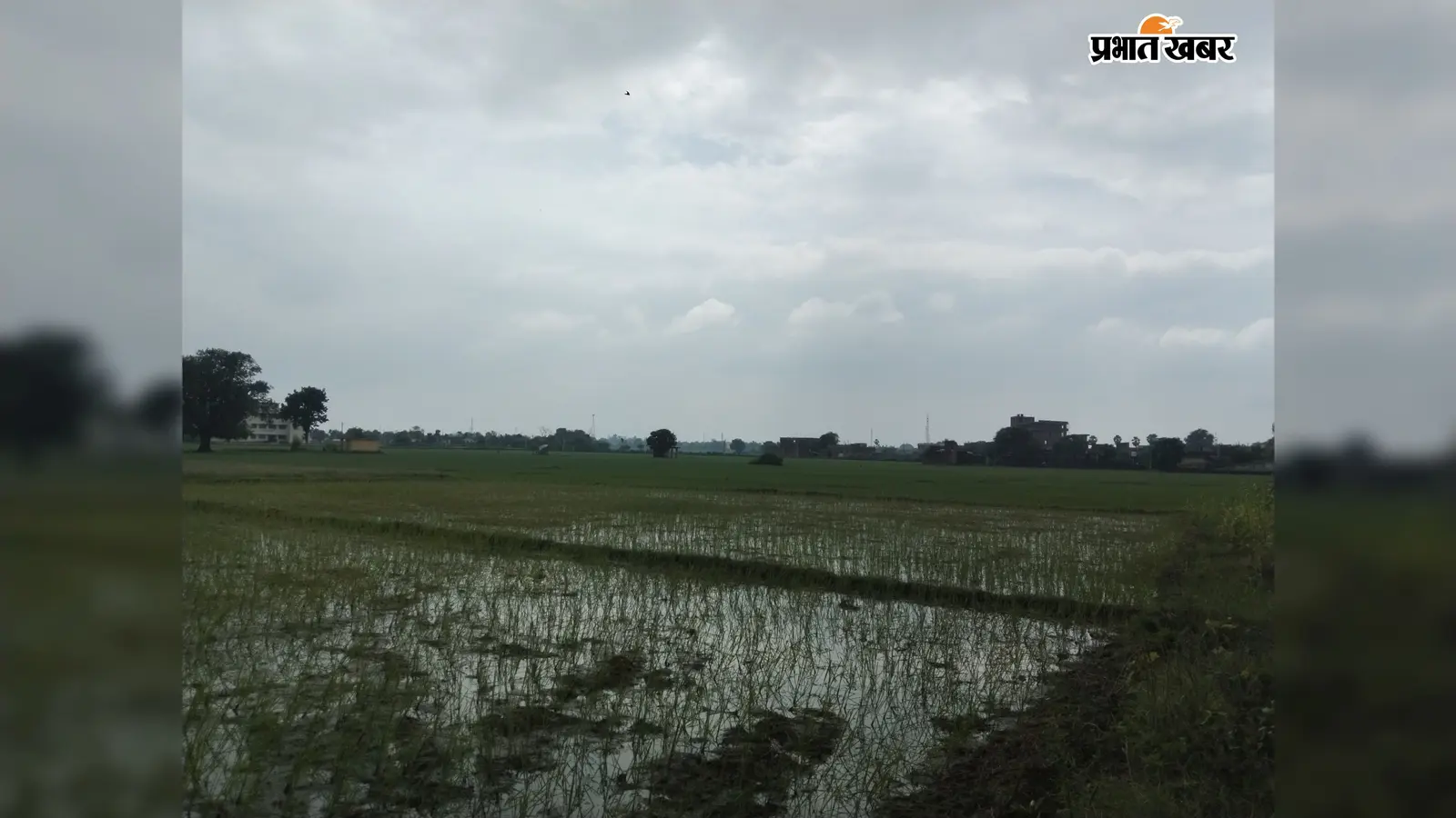 लखीसराय में धान की रोपनी ने पकड़ी रफ्तार, 92% लक्ष्य पूरा, बंपर पैदावार की उम्मीद से किसानों में खुशी