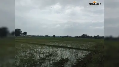 लखीसराय में धान की रोपनी ने पकड़ी रफ्तार, 92% लक्ष्य पूरा, बंपर पैदावार की उम्मीद से किसानों में खुशी