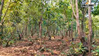 सूखते जंगल को मिला नया जीवन, FMNR तकनीक से लौट रही हरियाली, जानें पूरी प्रक्रिया