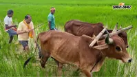 छत्तीसगढ़ के CM विष्णु देव साय ने खेत में चलाया हल, बोले- खेती सिर्फ आजीविका नहीं, जीवन का संस्कार है