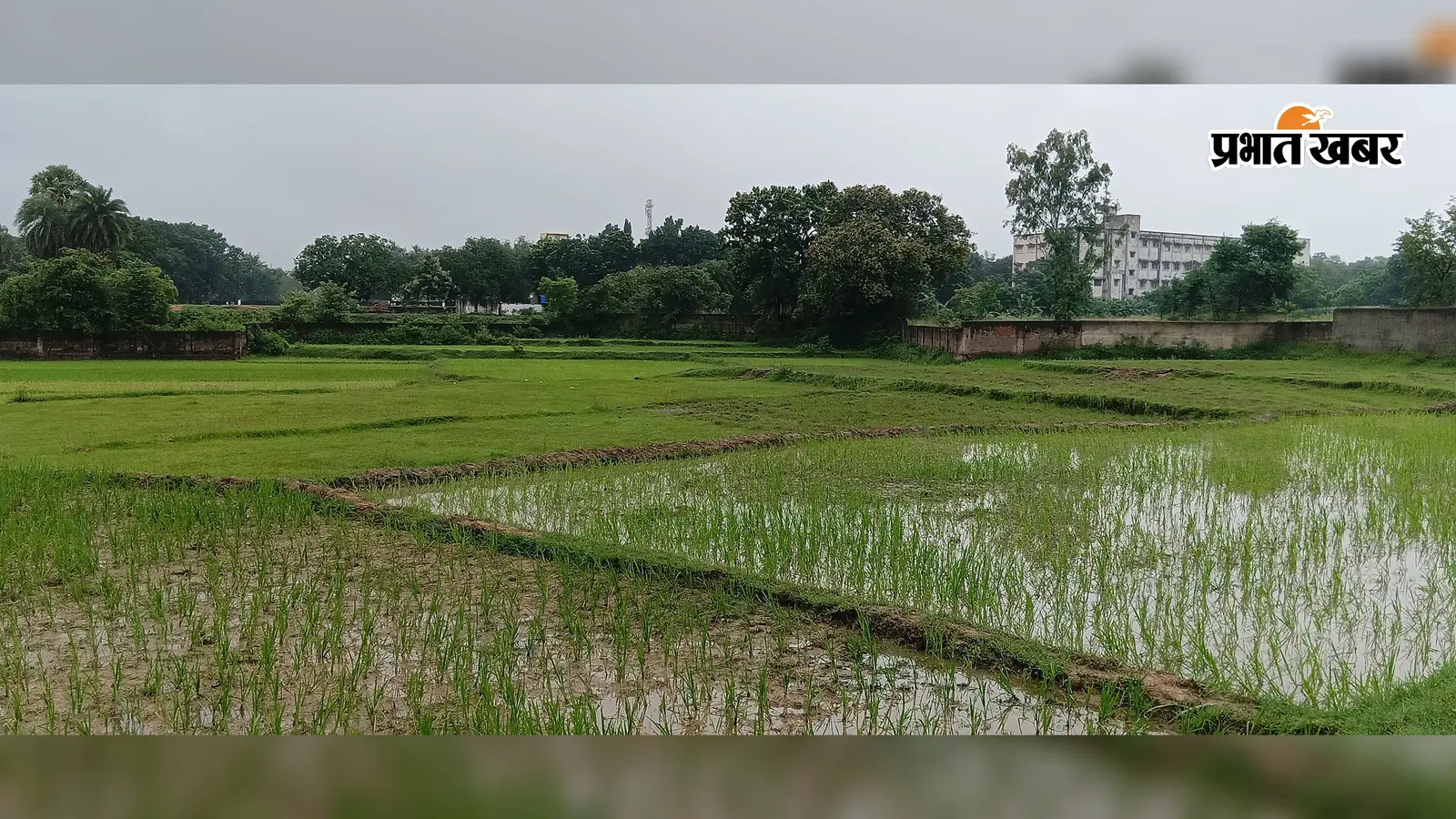 धान रोपाई का अंतिम दौर, 15 अगस्त तक जिले में महज 47.06% धनरोपनी