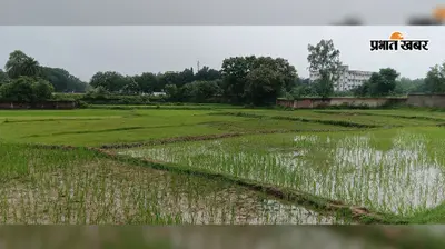धान रोपाई का अंतिम दौर, 15 अगस्त तक जिले में महज 47.06% धनरोपनी