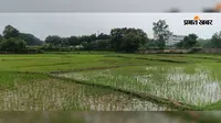 धान रोपाई का अंतिम दौर, 15 अगस्त तक जिले में महज 47.06% धनरोपनी