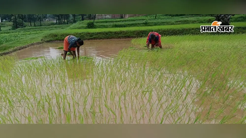 सूखे खेतों में लौटी हरियाली, दो दिन की बारिश से धनरोपनी ने पकड़ी रफ्तार