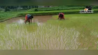 सूखे खेतों में लौटी हरियाली, दो दिन की बारिश से धनरोपनी ने पकड़ी रफ्तार