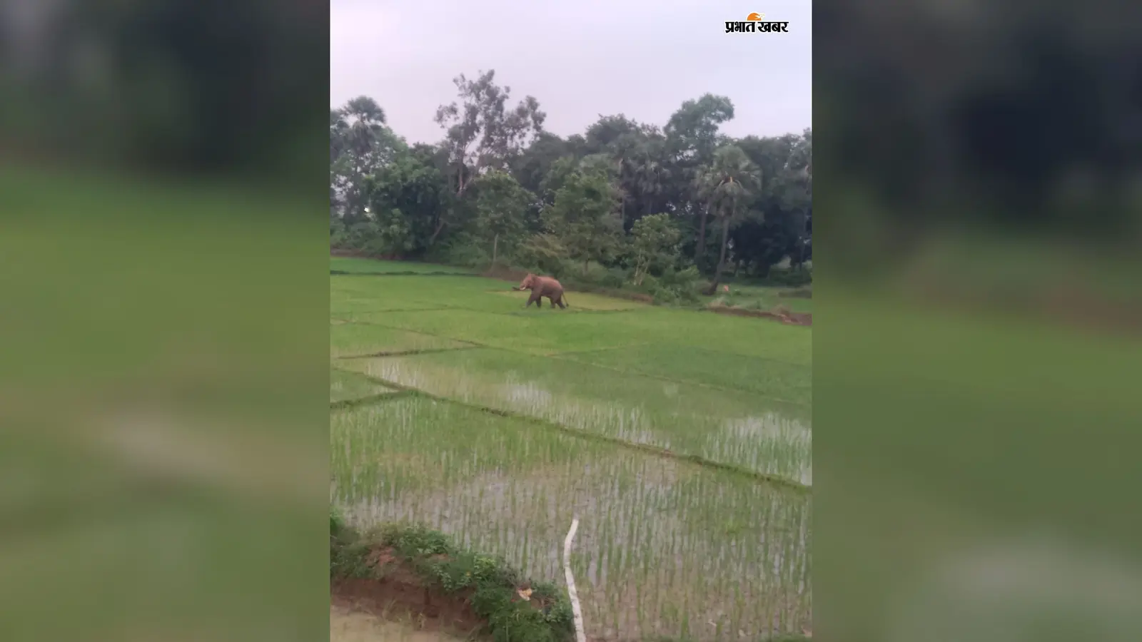 नवादा में फिर जंगली हाथी की दस्तक, दहशत में गांव; पहले भी दो ग्रामीणों की जान ले चुका है हाथियों का झुंड