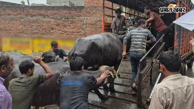 कीचड़ में गिराकर दरोगा पर लोहे की जंजीर से वार, लखनऊ में डेयरियों पर एक्शन से बवाल, 200 भैंसें जब्त, 24 पर FIR