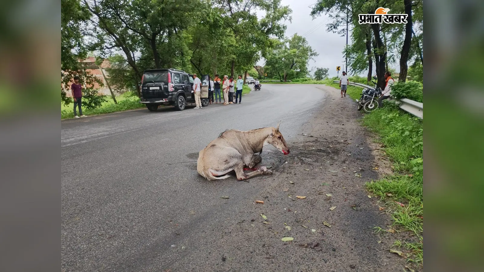 थाना प्रभारी की गाड़ी पर अचानक कूदी नीलगाय, बाल-बाल बची जान