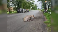 थाना प्रभारी की गाड़ी पर अचानक कूदी नीलगाय, बाल-बाल बची जान
