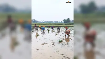 बारिश ने जगायी उम्मीद, जहानाबाद में 98 प्रतिशत खेतों में पूरी हुई धान की रोपनी