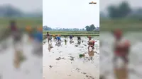 बारिश ने जगायी उम्मीद, जहानाबाद में 98 प्रतिशत खेतों में पूरी हुई धान की रोपनी