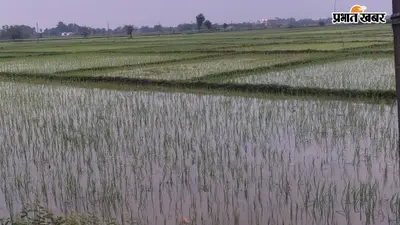 औरंगाबाद में धान रोपनी का लक्ष्य करीब! हसपुरा में 99% काम पूरा, जानिए अपने प्रखंड का हाल