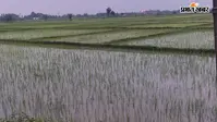 औरंगाबाद में धान रोपनी का लक्ष्य करीब! हसपुरा में 99% काम पूरा, जानिए अपने प्रखंड का हाल