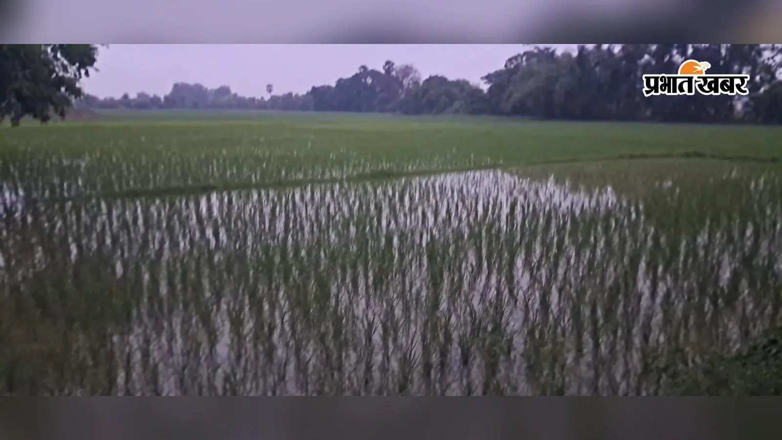 औरंगाबाद में पर्याप्त बारिश से किसानों को फायदा, खरीफ फसल के लिए अनुकूल हुआ मौसम