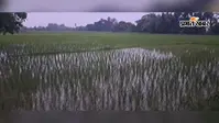 औरंगाबाद में पर्याप्त बारिश से किसानों को फायदा, खरीफ फसल के लिए अनुकूल हुआ मौसम