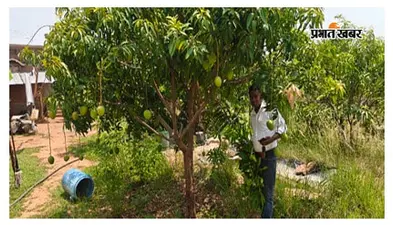सिमडेगा में आम बागवानी से मिली नई पहचान, मनरेगा ने बढ़ाई किसान परिवार की आय