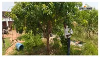 सिमडेगा में आम बागवानी से मिली नई पहचान, मनरेगा ने बढ़ाई किसान परिवार की आय