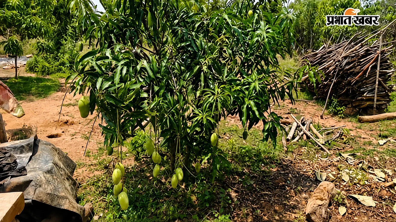 रक्षाबंधन से पहले मोतिहारी में खास पहल, मंदिर परिसर में लगाए दर्जनों फलदार पौधे