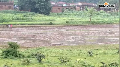 सिमरिया में लगातार बारिश से लोबगा तालाब का बांध टूटा, 15 हजार मछलियां बहीं; एक एकड़ धान की फसल बर्बाद