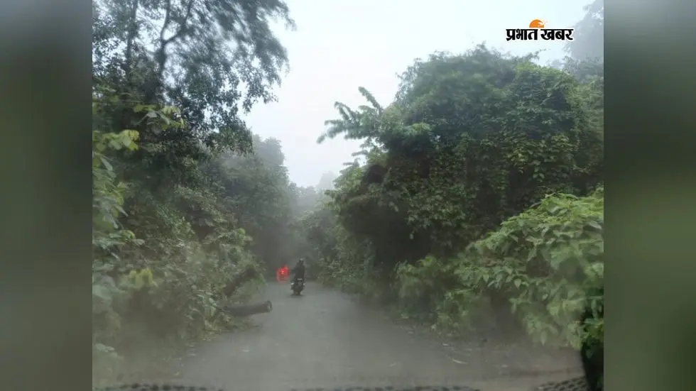 मुख्य मार्ग पर पड़ा पेड़ बना खतरा, हो सकती है दुर्घटना