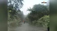 मुख्य मार्ग पर पड़ा पेड़ बना खतरा, हो सकती है दुर्घटना