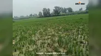 बगोदर वन क्षेत्र में हाथियों का उत्पात जारी, तीन दिनों से अटका में डटा 22 हाथियों का झुंड