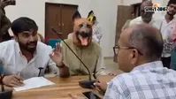 Video: आवारा कुत्तों से परेशान 'डॉग' पहुंचा जनसुनवाई, कलेक्टर के पास सीट पर बैठ हिलाता रहा सिर, चौंके लोग