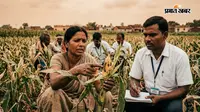 धनबाद में मक्के की फसल पर फॉल आर्मी वर्म का प्रकोप, कृषि विभाग ने जारी की एडवाइजरी