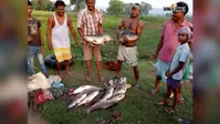 सरायकेला-खरसावां ने मछली उत्पादन में मारी बाजी, चांडिल डैम का 'केज कल्चर' बना देश का मॉडल
