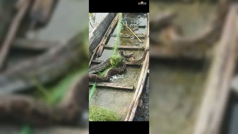 बेतिया के नौतन में मछली के लिए डाला था जाल, फंस गया विशालकाय अजगर, देखने उमड़ी भीड़