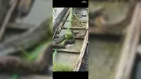बेतिया के नौतन में मछली के लिए डाला था जाल, फंस गया विशालकाय अजगर, देखने उमड़ी भीड़