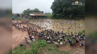 बतख पालन से किसान ने एक महीने में कमाए 50 हजार से ज्यादा... जानें कैसे