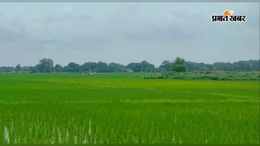बक्सर : बारिश ने धान की फसल में भरी जान, लहलहाते खेत देख खिले किसानों के चेहरे, नीलगाय बनी सबसे बड़ी मुसीबत